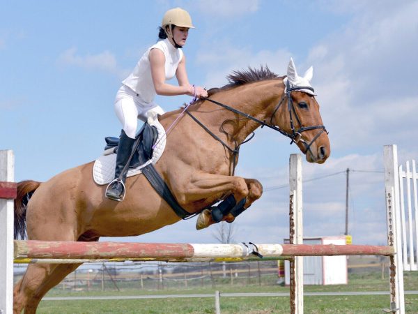 show jumping at kentuckythreedayevent.com